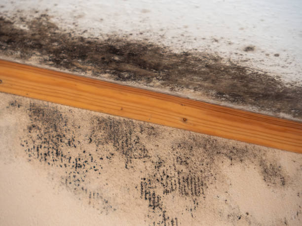 Best Mold-Related Health Consultation  in Coord, NC